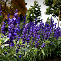 20220905 Vestre Kirkegård i Herning - blomster (2)